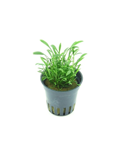 Cryptocoryne parva Topf
