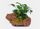 Vorschaubild Anubias barteri var. nana 'Bonsai'