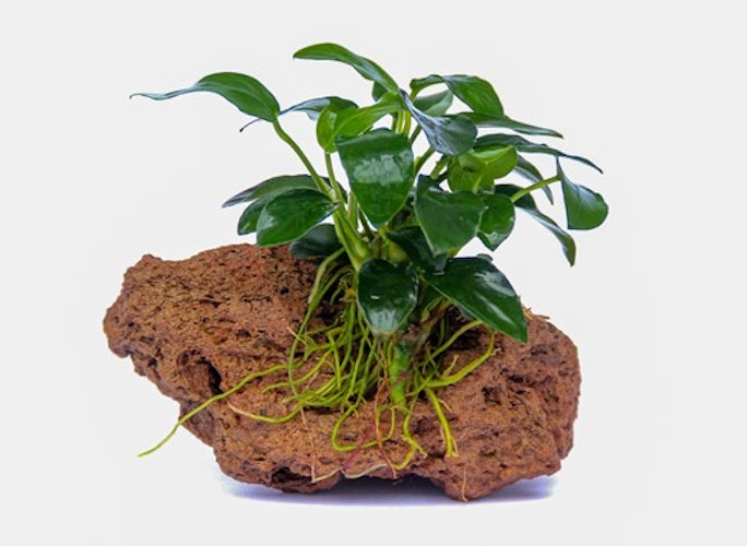 Anubias barteri var. nana 'Bonsai'