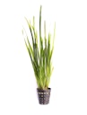 Vorschaubild Vallisneria spiralis Topf
