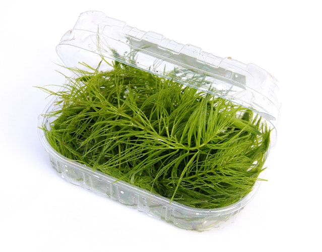 Ceratophyllum demersum Portion