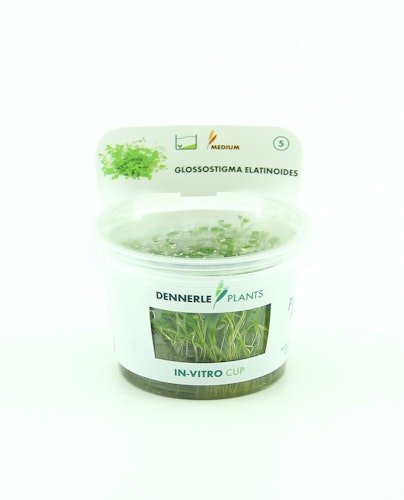 Glossostigma elatinoides In-Vitro