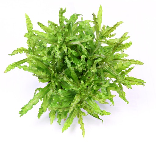 Pogostemon helferi