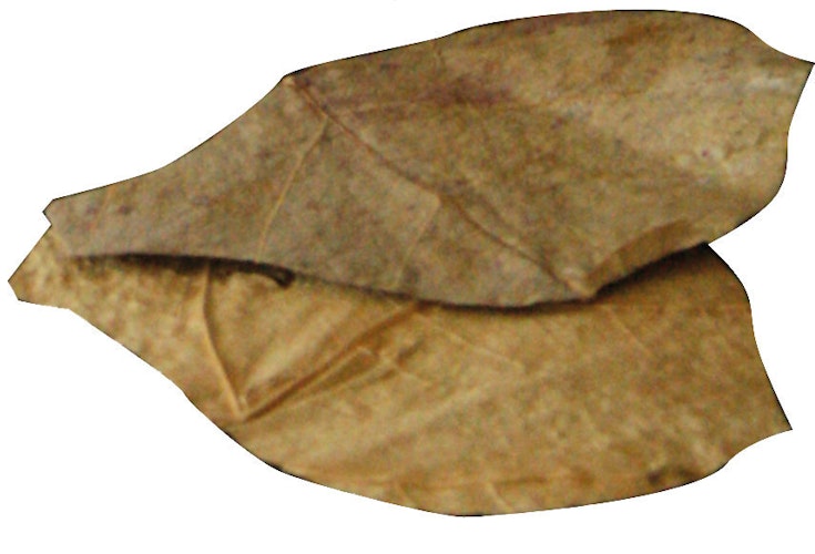 DENNERLE Nano Catappa Leaves