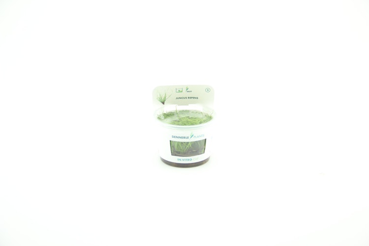 Juncus repens In-Vitro