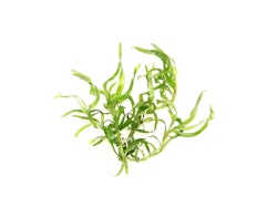 Heteranthera zosterifolia In-Vitro