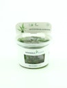 Cryptocoryne usteriana In-Vitro