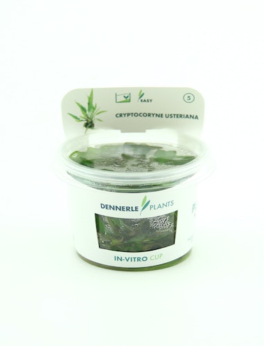 Cryptocoryne usteriana In-Vitro
