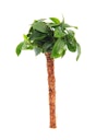 Vorschaubild Anubias barteri var. nana 'Bonsai'
