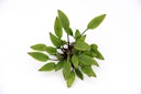 Vorschaubild Cryptocoryne lutea 'Hobbit' Topf