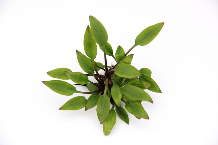 Cryptocoryne lutea 'Hobbit' Topf