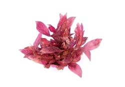 Alternanthera reineckii 'rubinrot'