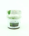 Vorschaubild Rotala indica In-Vitro