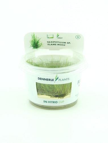 Taxiphyllum sp. 'Flammenmoos' In-Vitro