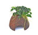 Vorschaubild Anubias barteri var. nana 'Bonsai'