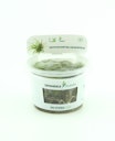 Vorschaubild Cryptocoryne crispatula In-Vitro