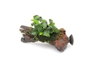 Vorschaubild Anubias barteri var. nana 'Bonsai'