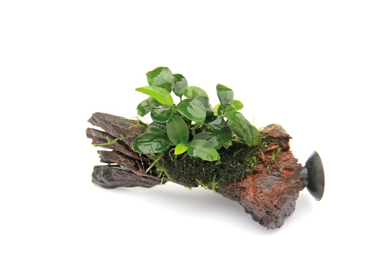 Anubias barteri var. nana 'Bonsai'
