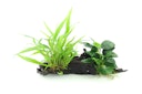 Vorschaubild Microsorum pteropus + Anubias nana 28 x 10 x 20 Centimeter Wurzel