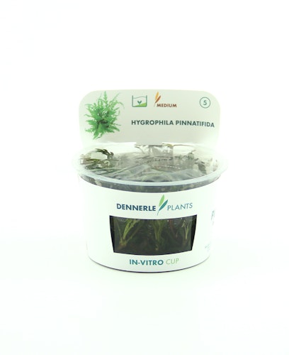 Hygrophila pinnatifida
