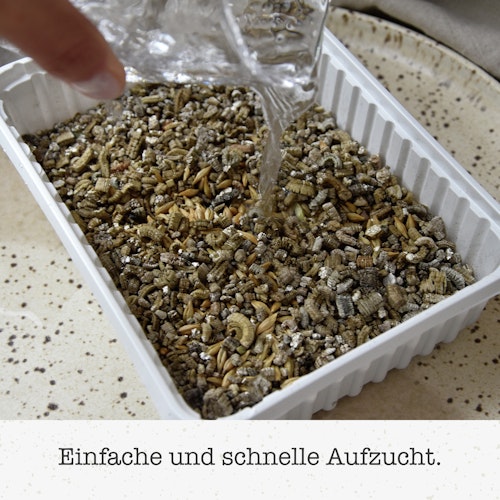 GimCat Katzen-Gras mit Gerstengras-Saat 150g Nahrungsergänzung für Katzen