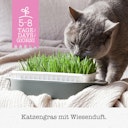 GimCat Katzen-Gras mit Gerstengras-Saat 150g Nahrungsergänzung für Katzen