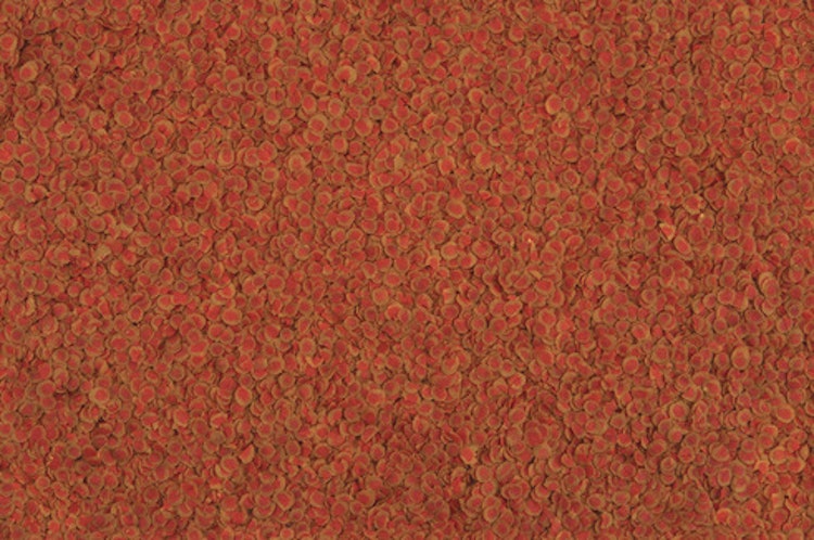Tetra Pro Colour
