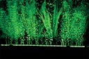 Vorschaubild HOBBY Bubble Air LED colour & moon Aquarienbeleuchtung