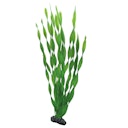 Vorschaubild HOBBY Plant Vallisneria Aquarieneinrichtung