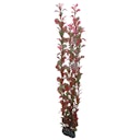 Vorschaubild HOBBY Plant Ludwigia Aquarieneinrichtung