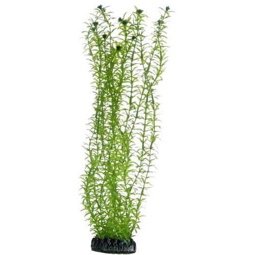 HOBBY Plant Lagarosiphon Aquarieneinrichtung