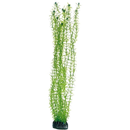 HOBBY Plant Lagarosiphon Aquarieneinrichtung