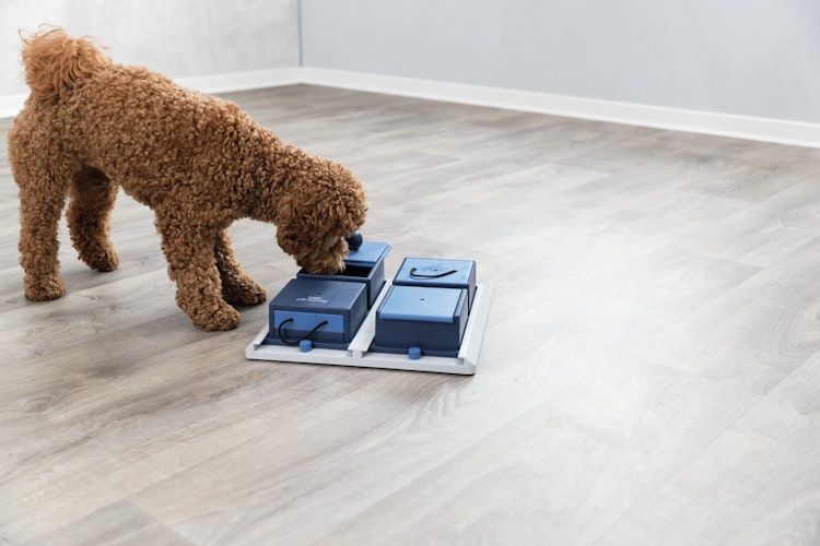 TRIXIE Dog Activity Poker Box Hundespielzeug