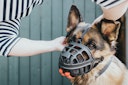 HUNTER Maulkorb Albury schwarz Hundetransport