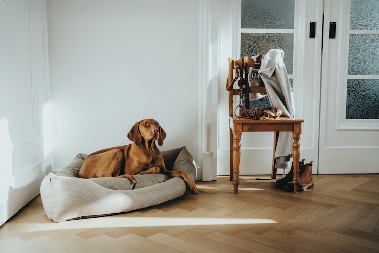 HUNTER Ecksofa Livingston beige Hundeschlafplatz