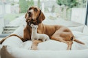 Vorschaubild HUNTER Tirana Lama Hundespielzeug