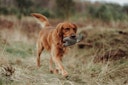 HUNTER Billund Bär grau Hundespielzeug