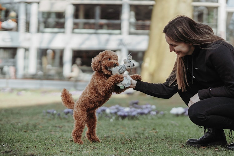 HUNTER Billund Fuchs beige Hundespielzeug