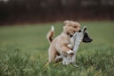 Vorschaubild HUNTER Billund Fuchs flach beige Hundespielzeug