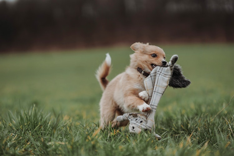 HUNTER Billund Fuchs flach beige Hundespielzeug