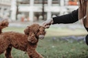 Vorschaubild HUNTER Ball mit Schlaufe Inari beige Hundespielzeug
