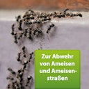 Vorschaubild ARDAP Repell Ameisenspray