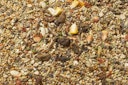 Vorschaubild JR FARM Hamster-Schmaus 600g Kleintierfutter