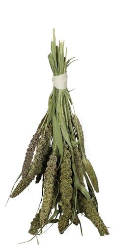 JR FARM Grüne Senegalhirse 50g Vogelsnack