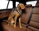 Vorschaubild Kleinmetall Allsafe Sicherheitsgurt Reisezübehör für Hunde