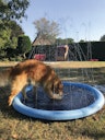 Vorschaubild NOBBY Splash-Pool blau; Ø 100 cm