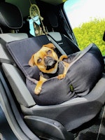 LEBON Siggi – Autobett Hundetransport