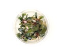 Vorschaubild Bucephalandra sp. Serimbu 'braun' In-Vitro