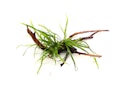 Vorschaubild Microsorum pteropus 'Trident'