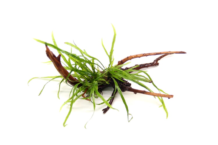Microsorum pteropus 'Trident'
